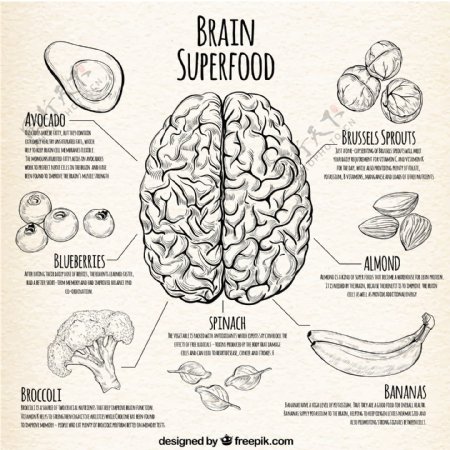 图表对大脑最好的食物