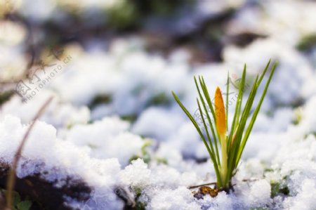 雪地里的雪滴花花骨朵图片