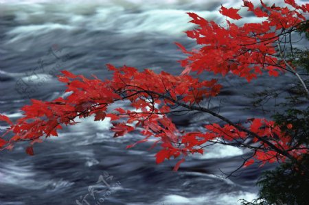 红叶溪流