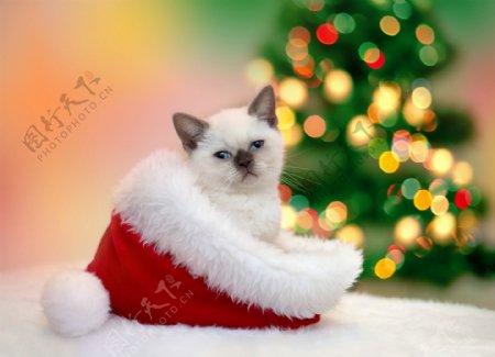 圣诞帽子内的小猫