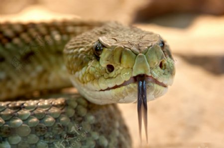 吐舌头蛇图片