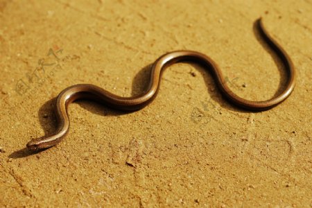 沙地上的毒蛇
