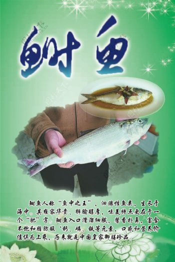 江阴鲥鱼