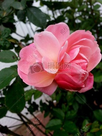 粉色的玫瑰花