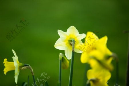 黄水仙花图片