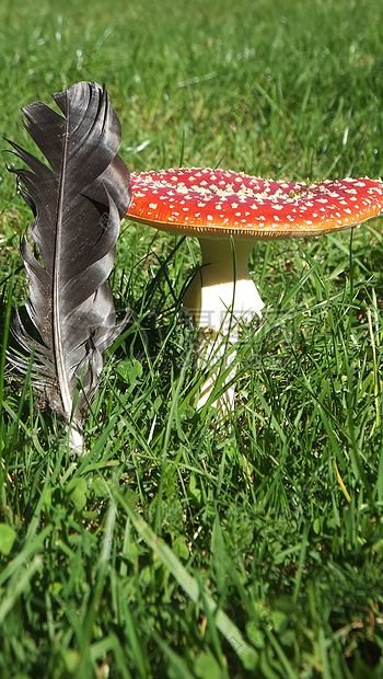 羽毛与小蘑菇