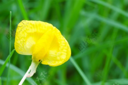 一朵黄色小野花