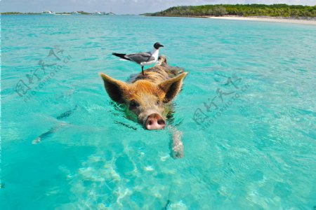 大海里猪游泳图片