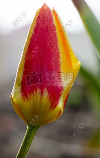 郁金香花卉春天自然植物两个颜色洋葱花免费的照片