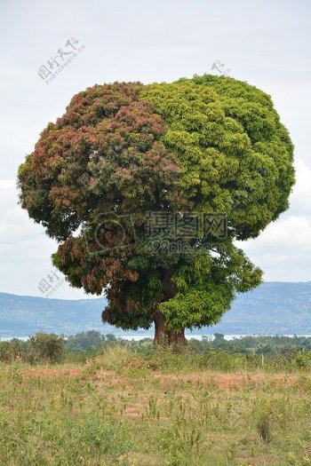 非洲坦桑尼亚树自然景观