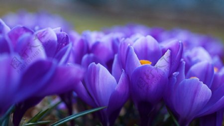 紫色木兰花图片