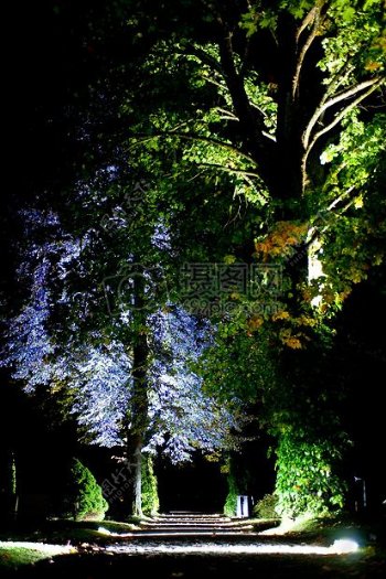 夜空下的树木