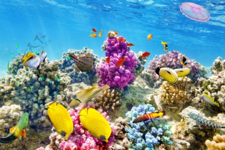 美丽珊瑚与鱼群图片