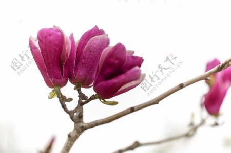 鲜艳紫玉兰花图片