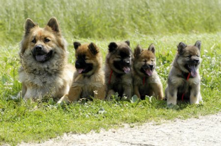 草地上一排狗