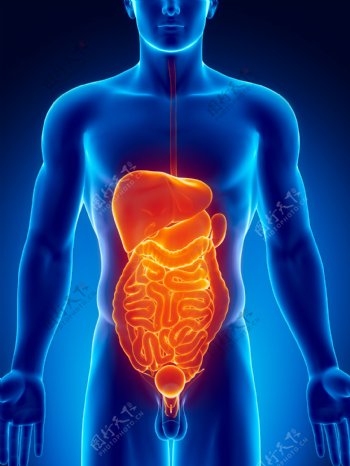 男性肝脏肠胃器官图片