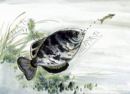鱼写意水族国画0190