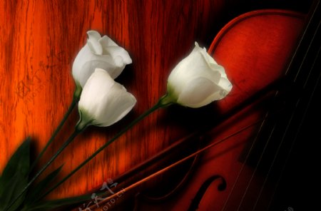 白色鲜花与小提琴图片