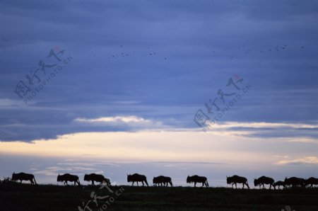 非洲野生动物牛群