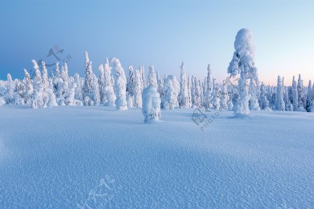 美丽冬天树林雪景
