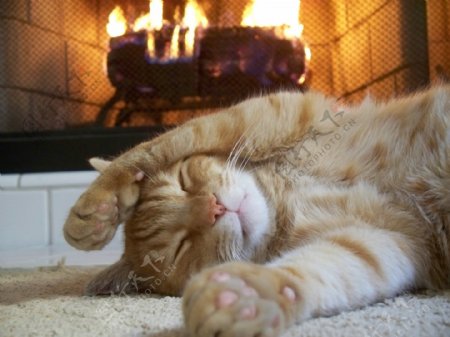 壁炉前睡着的小猫图片