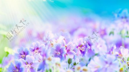 高清温馨阳光下的花紫色花朵