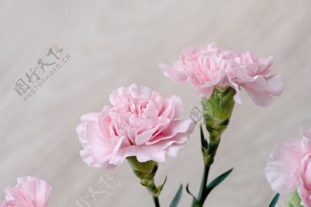 粉色康乃馨花图片