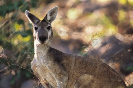 澳大利亚袋鼠高清摄影图片
