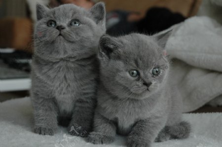 可爱灰色小猫图片