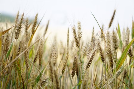 成熟小麦风景图片