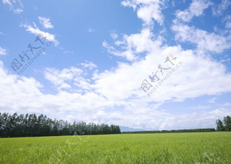 绿色草地横幅风景图片