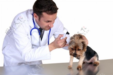 给小狗看病的男兽医图片