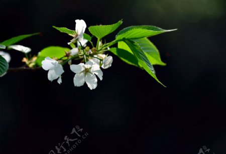 唯美白色梨花图片