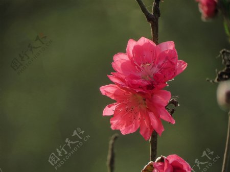 鲜艳粉红色桃花图片