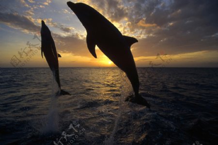 大海里的海豚图片