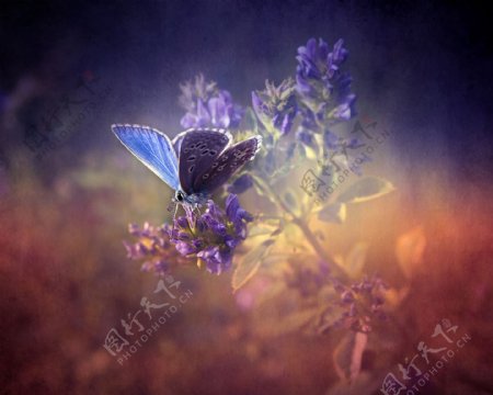 唯美的蝴蝶鲜花照片