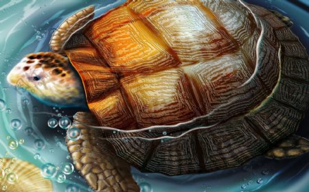 海龟手绘动物画01海