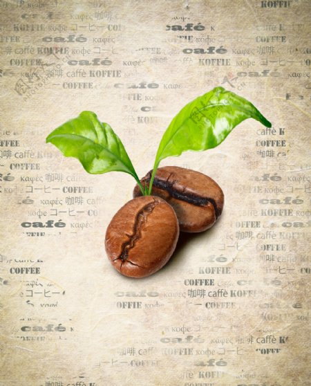 咖啡豆与绿叶