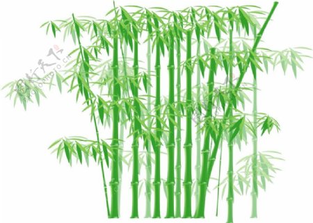 矢量绿色竹