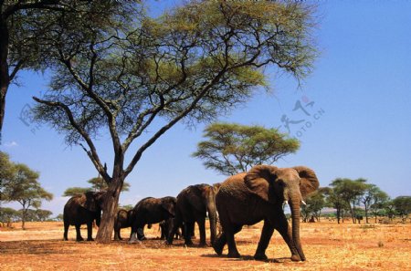 大象象大象大图象之世界
