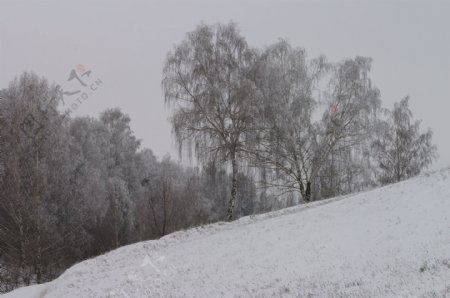 冬天树林雪景摄影