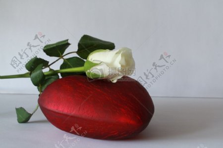 放在红色心脏上的白色玫瑰花