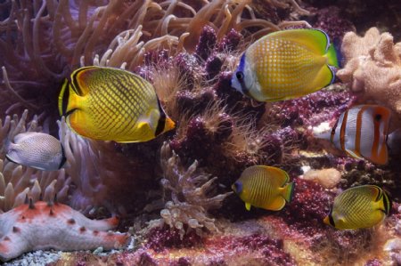 珊瑚和海鱼图片