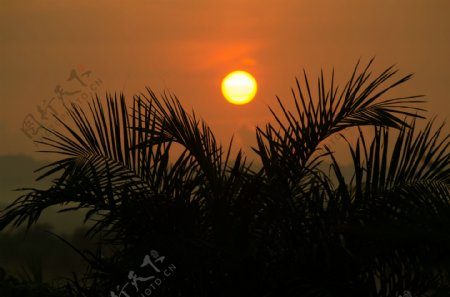 落日和椰树图片