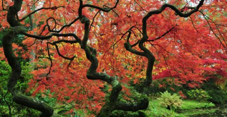 日本枫树风景摄影图片