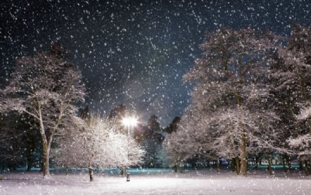 傍晚雪景树林图片