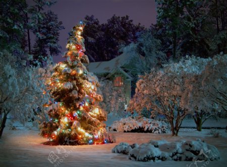 冬天雪地里的圣诞树高清图片