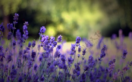 梦幻的紫色花朵