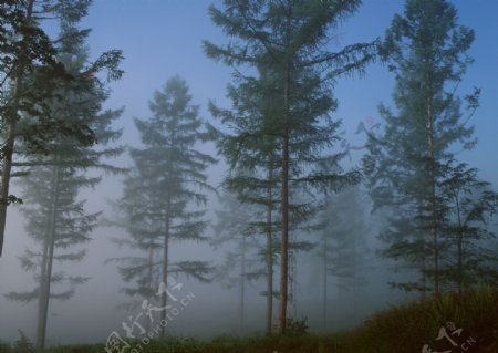 大雾笼罩的树林