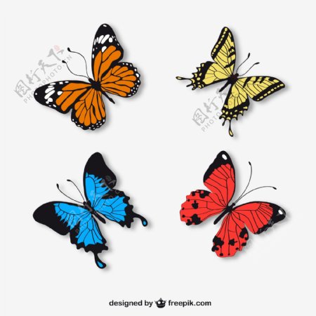 不同颜色的蝴蝶